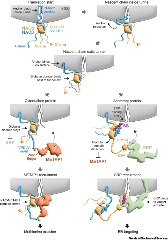 Trends in Biochemical Sciences (@trendsbiochem) on Twitter photo Available now - the Review "#Cotranslational sorting and processing of newly synthesized proteins in eukaryotes" from Martin Gamerdinger and Elke <a href="/DeuerlingLab/">Deuerling Lab</a>.
#NacentpolypeptideAssociatedComplex #SignalRecognitionParticle #RibosomeAssociatedComplex
authors.elsevier.com/a/1i0Wg_M0e48h… Available now - the Review "#Cotranslational sorting and processing of newly synthesized proteins in eukaryotes" from Martin Gamerdinger and Elke <a href="/DeuerlingLab/">Deuerling Lab</a>.
#NacentpolypeptideAssociatedComplex #SignalRecognitionParticle #RibosomeAssociatedComplex
authors.elsevier.com/a/1i0Wg_M0e48h…