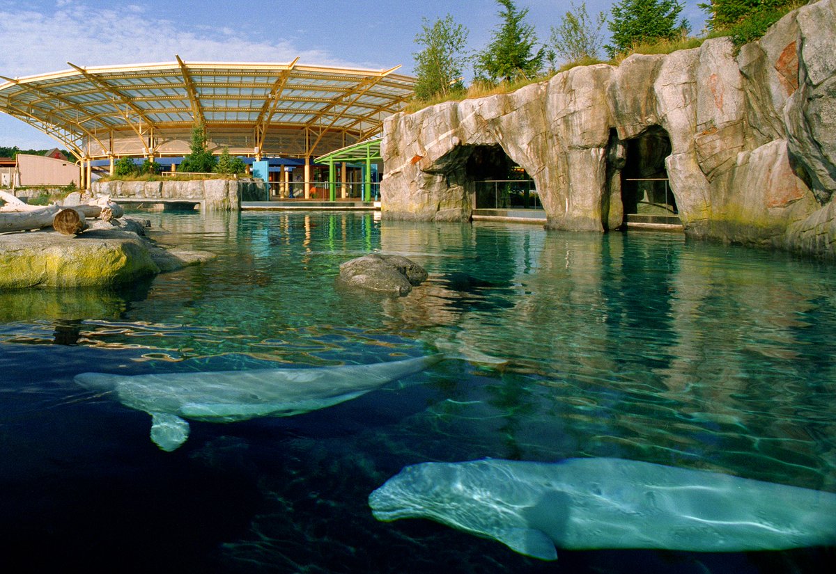 localBuddygo's tweet image. 🤣 "Whale of a Time" in Mystic, Connecticut at "Mystic Aquarium"! 🐳🌊 Dive into aquatic adventures, and let Local Buddy be your navigator in this underwater wonderland! 🗺️ #MysticMarineMagic #ExploreCT #LocalBuddyApp 🐟🦑😄