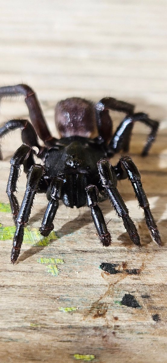 docoiligh's tweet photo. @collieennis hey matey. In Portugal.  This fella is about 2 inches long and didn't back down when removing him from the house. He/she raised up showing fangs. The closest match I can find is a wolf spider. Any idea? https://t.co/ZZLWIh7gPF