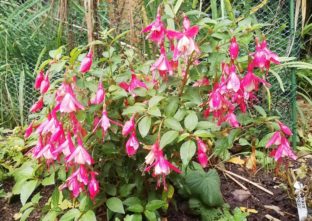 PhilsPlot's tweet photo. Tom Thumb #fuchsiafriday #FlowersOnFriday https://t.co/grpGMzeJOy