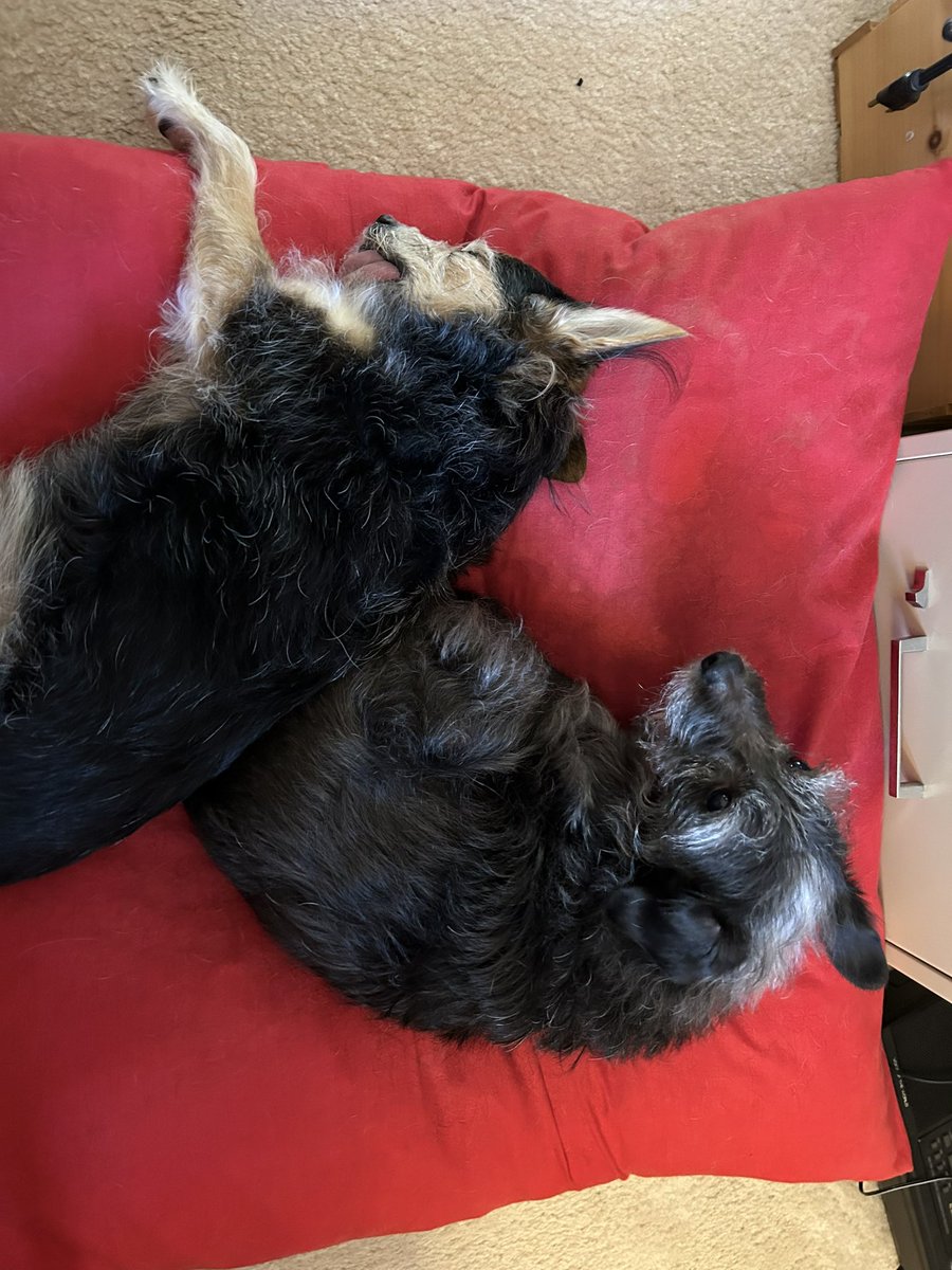 Scott Gilbert tweet media