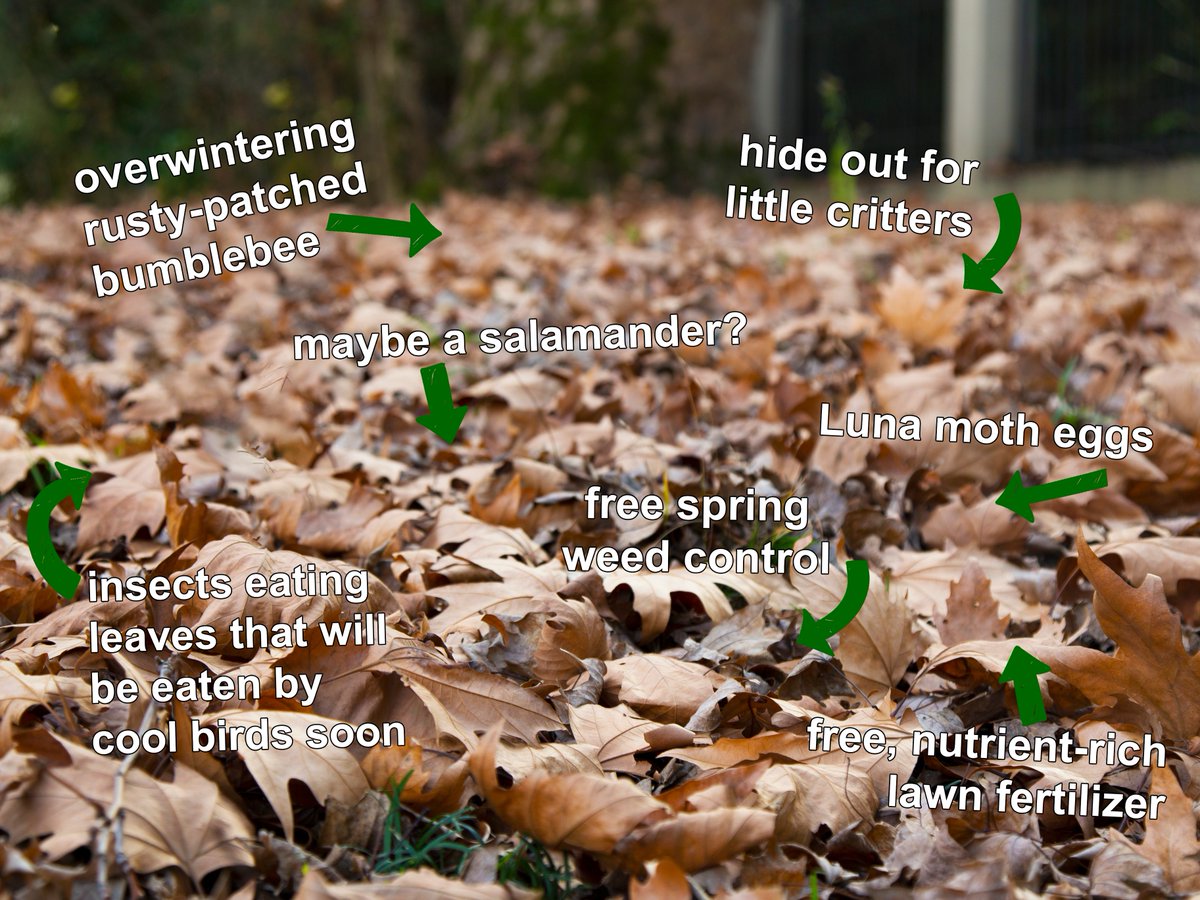 leave the leaves save your soil care for the critters