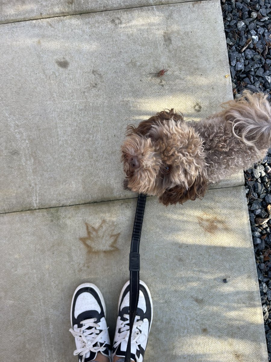 Pixel Plant Gamer tweet media