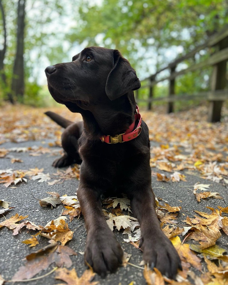 Walks are better with your best friend! Find your walking buddy today and hit the trails! #DogsofPurdue #petsofpurdue @lifeatpurdue @avmavets @vettechs @aahahealthypet