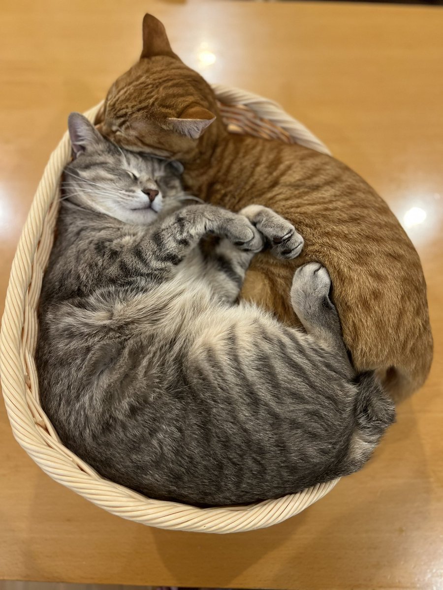 takachaspl's tweet photo. 寝た
#猫 https://t.co/QOCxPNXHnM