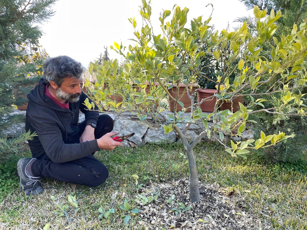 Ona küçük sürprizler yapın. 🥰
Budama, doğal ilaçlama, sulama ve doğal besinlerle beraber, sevmek hem sizi, hem ağaçlarınızı mutlu eder. Denemesi bedava 😎 #datca #datça #GardenerAbiDatcada #GardenerAbi