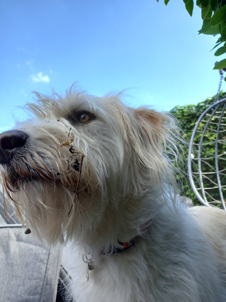 joannew0112's tweet photo. My weekend will consist of me staying in all weekend and making sure beautiful #rescuedog Charlie is OK #fireworks scare animals and humans, pls be considerate π it's going to be a very stressful weekend for animals and humans a like #BonfireNight or more like #bonfireweekend https://t.co/zSJnkn1LhQ
