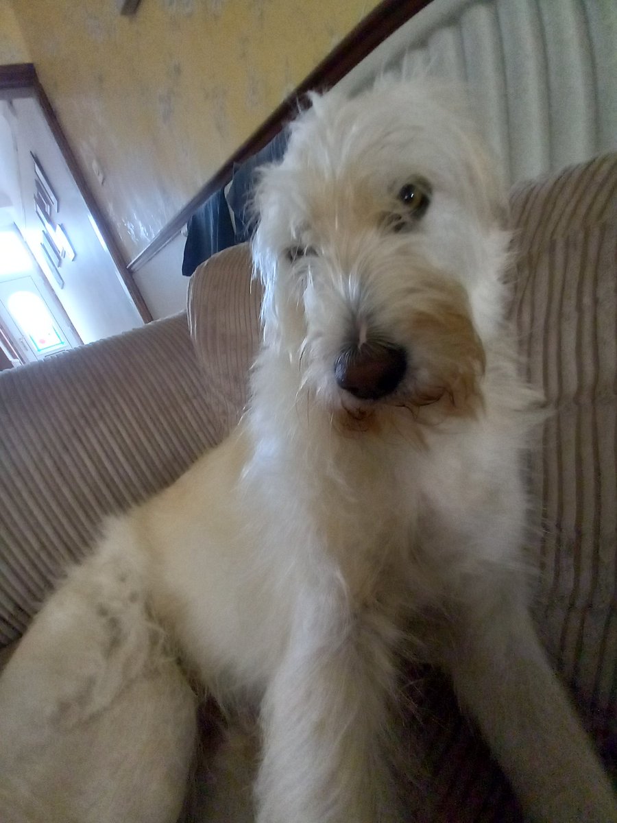 joannew0112's tweet photo. My weekend will consist of me staying in all weekend and making sure beautiful #rescuedog Charlie is OK #fireworks scare animals and humans, pls be considerate π it's going to be a very stressful weekend for animals and humans a like #BonfireNight or more like #bonfireweekend https://t.co/zSJnkn1LhQ