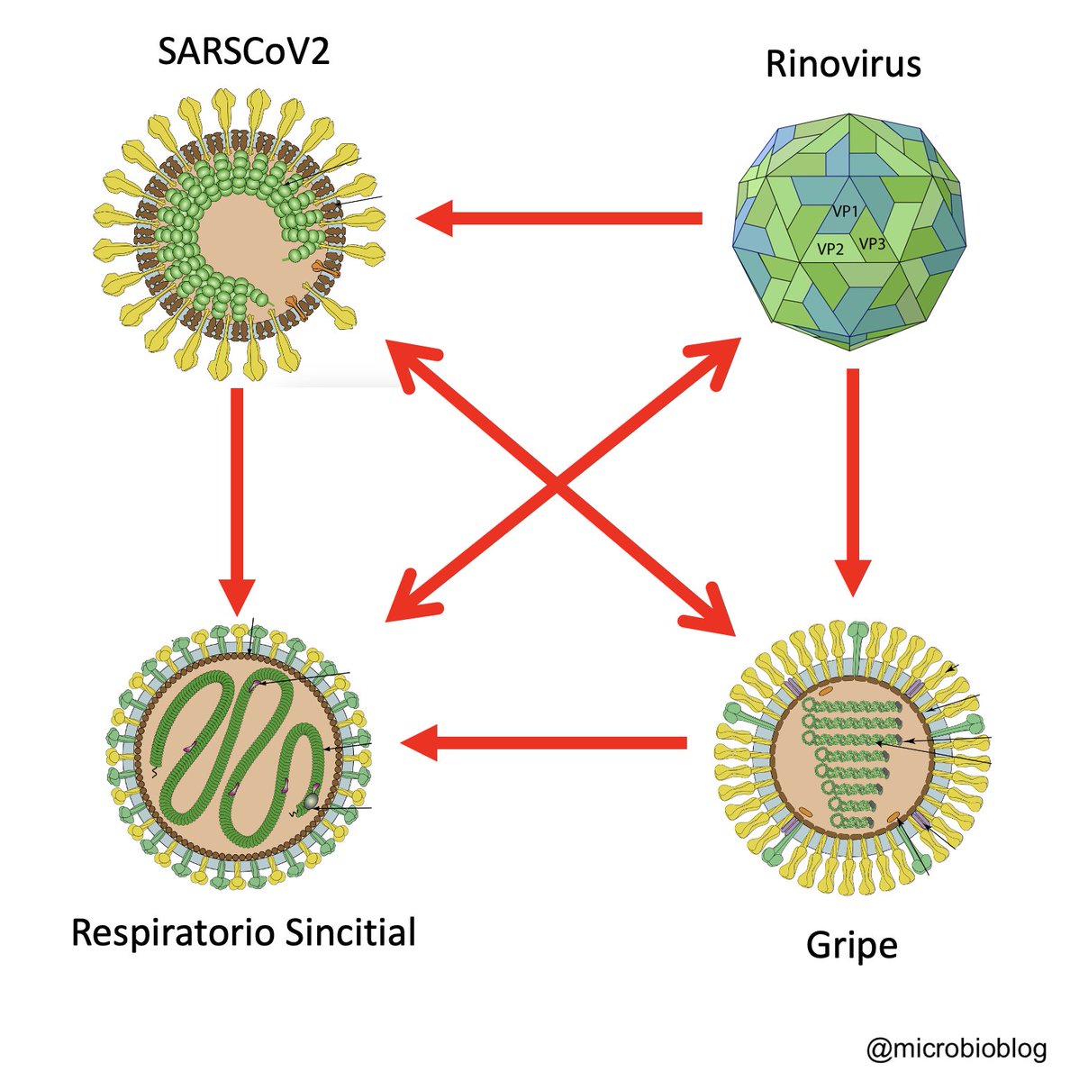 Interferencia entre virus respiratorios. ¿Sabías que existe una "jerarquía" entre los distintos tipos de virus de la gripe? ¿Y que SARSCoV2 y gripe interfieren entre ellos pero depende de qué virus infecte antes?
Te lo cuento en microBIO microbioblog.es/cuando-los-vir…