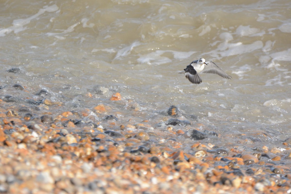 PeterBlanche23's tweet photo. A Grey Phalarope paddling in the surf off Sandilands at Sandwich Bay, Kent this morning. https://t.co/1jf2u3axzc