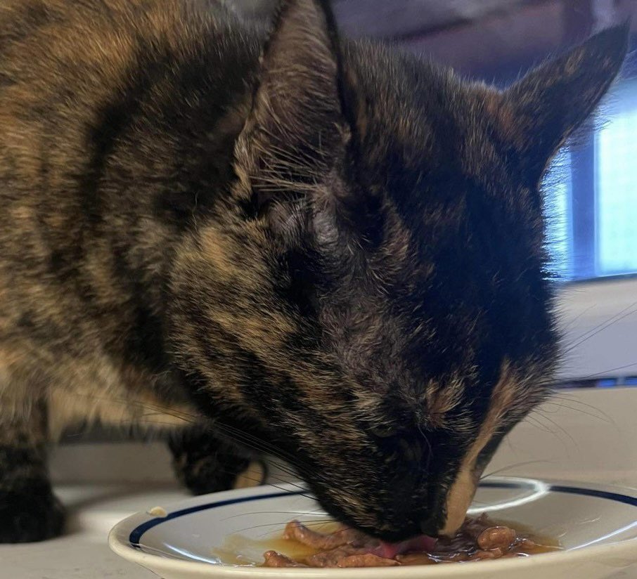 The cherished companion of a lady who passed away, sweet Penny desperately needs a new home! Penny will be adopted straight from her current home which will be reclaimed very soon. 🙏 adopt this poor girl! For + info tinyurl.com/yrcrw3xv #AdoptDontShop #CatsOfTwitter #CatsOfX