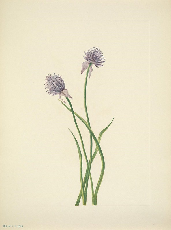 Plant chives in orchards to prevent lightning strikes. #dailyfolklore