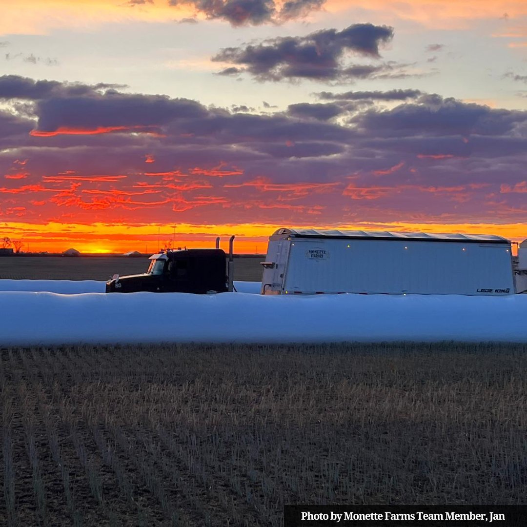 farms_monette's tweet image. Providing sustainably produced grain, vegetables, and proteins wouldn’t be possible without our truck drivers!
If you have your class 1A license and are looking for a place to build a fulfilling career, send your resume to us at hr@monettefarms.ca.
#1ALicense #Agriculture #AGJobs