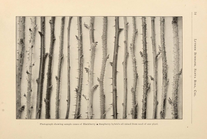 Brambles in seventeenth century England were considered magical, if you stepped under a thorny arch it could cure any ailment. #dailyfolklore