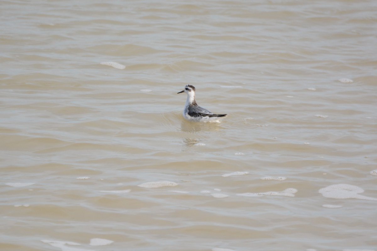 PeterBlanche23's tweet photo. A Grey Phalarope paddling in the surf off Sandilands at Sandwich Bay, Kent this morning. https://t.co/1jf2u3axzc