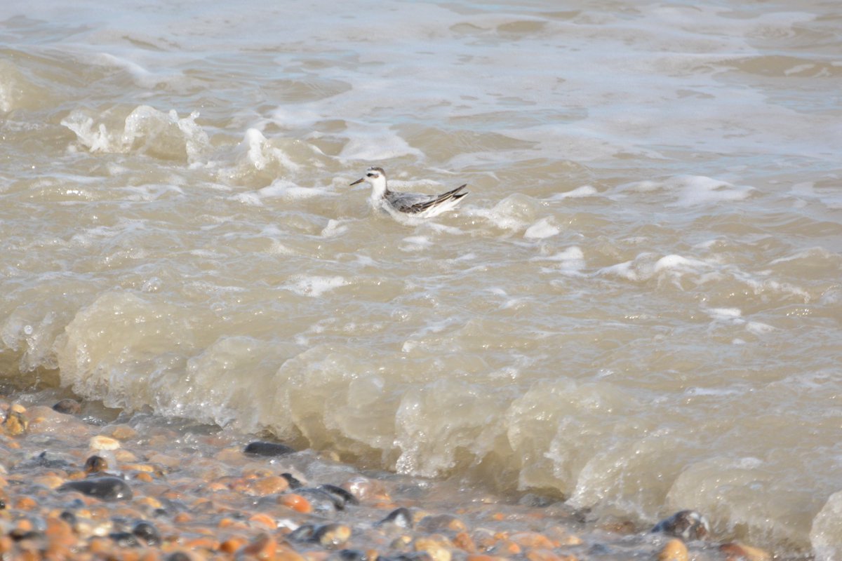 PeterBlanche23's tweet photo. A Grey Phalarope paddling in the surf off Sandilands at Sandwich Bay, Kent this morning. https://t.co/1jf2u3axzc