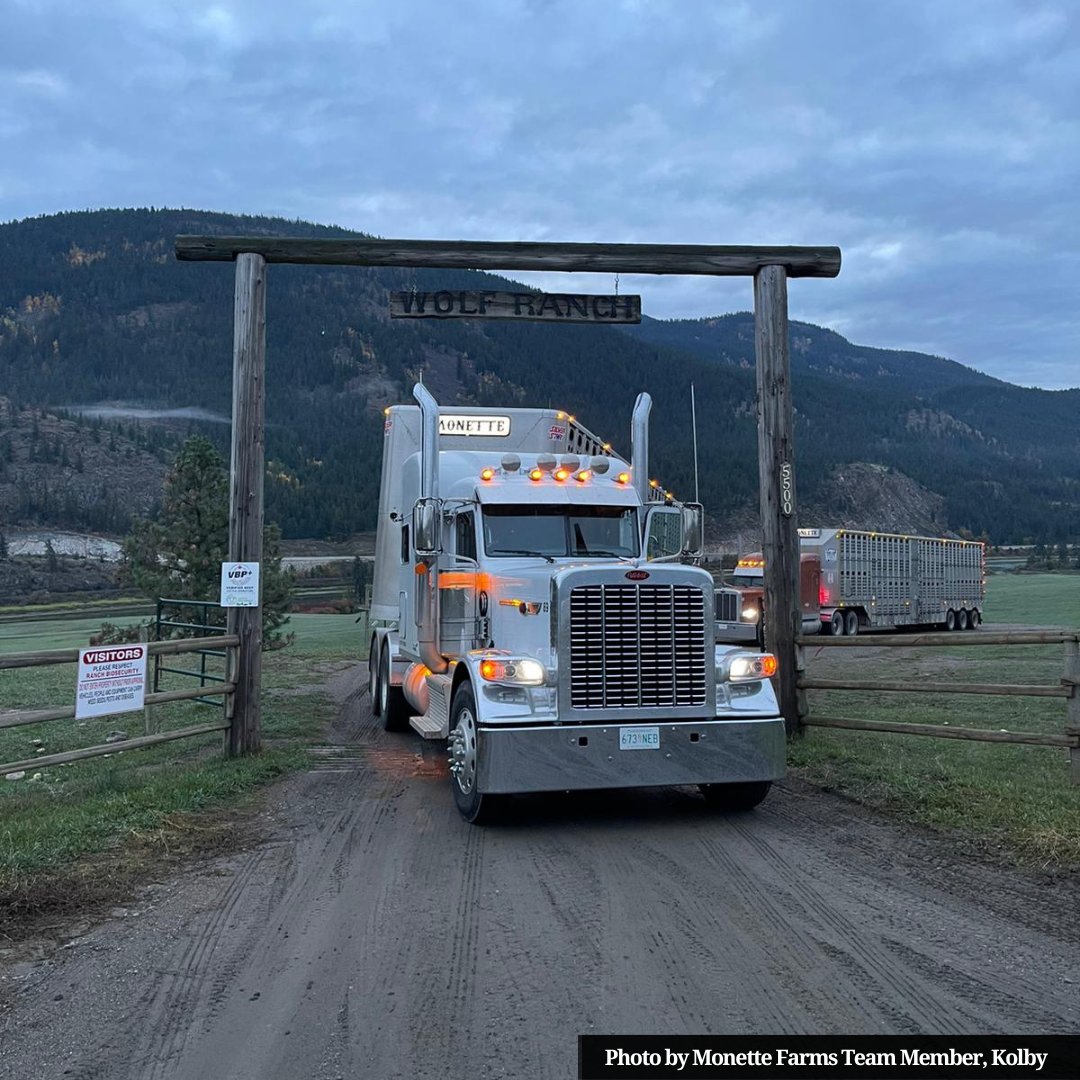 farms_monette's tweet image. Providing sustainably produced grain, vegetables, and proteins wouldn’t be possible without our truck drivers!
If you have your class 1A license and are looking for a place to build a fulfilling career, send your resume to us at hr@monettefarms.ca.
#1ALicense #Agriculture #AGJobs