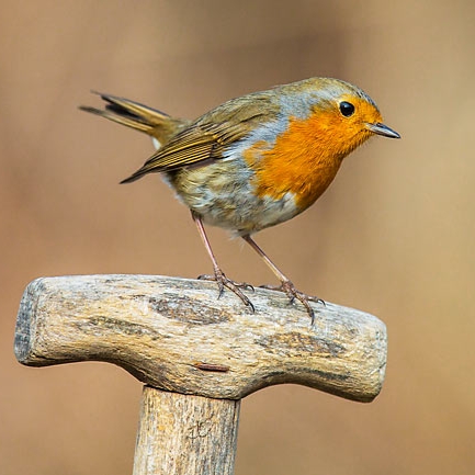 If Hallowe'en is over, well, yes, it's time to start thinking about Chr- no, not that - the <a href="/BirdwatchIE/">BirdWatch Ireland</a> National Garden Bird Survey!  bit.ly/gardenbird23