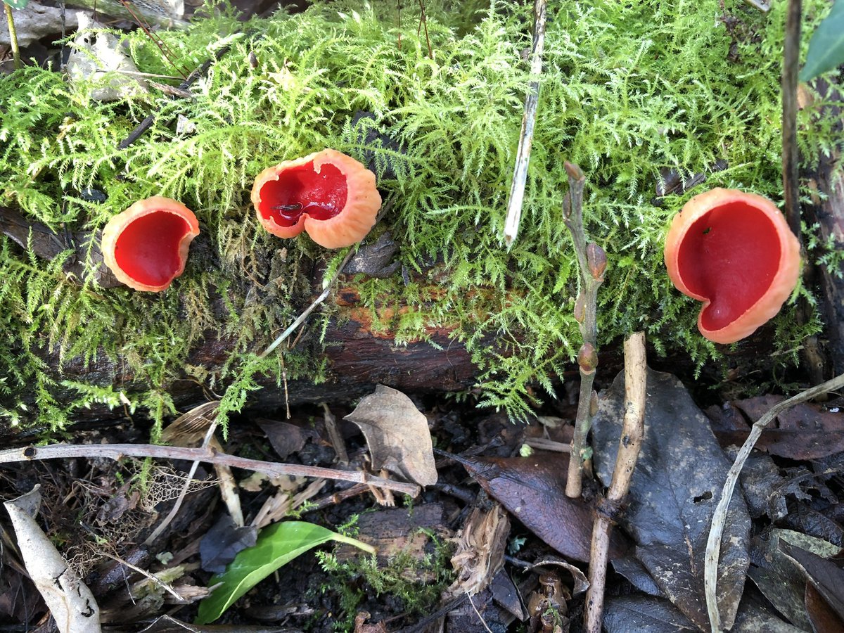 lizaadamczewski's tweet photo. This week I will mainly have my nose in the book #TheLostRainforestsofBritain
My little wood is temperate rainforest, dripping in mosses lichens fungi ferns & liverworts. I never feel more at peace than when I’m sitting silently there. It’s the best place on earth to me https://t.co/ondBsVNwcy