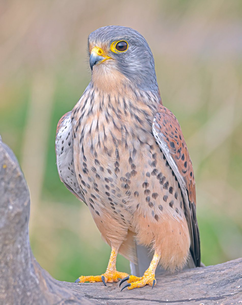 Jeff’s Wildlife Photography tweet media