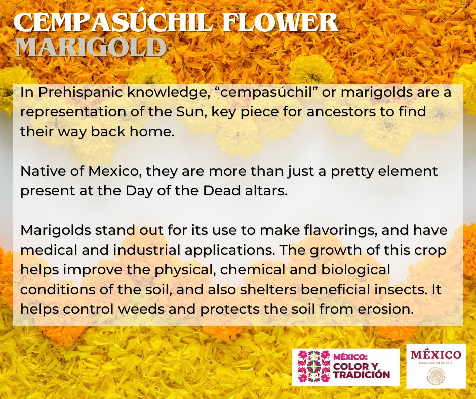 EmbaMexEti's tweet photo. It's #TraditionalFriday! 🥳During #DayoftheDead season, Mexican fields turn orange 🌼Other than its cultural meaning, Marigolds or "Cempasúchil" are a source of hidden treasures! #MexicoEsColorYTradición https://t.co/MYnolp3bZ2
