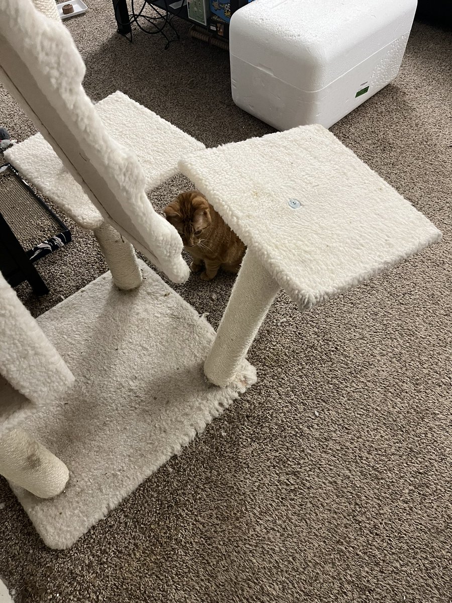 el_jeffe2's tweet photo. @ArmarkatPets my cat tree has broken and I love had it less than a year :( https://t.co/K3UXZm5W7Y