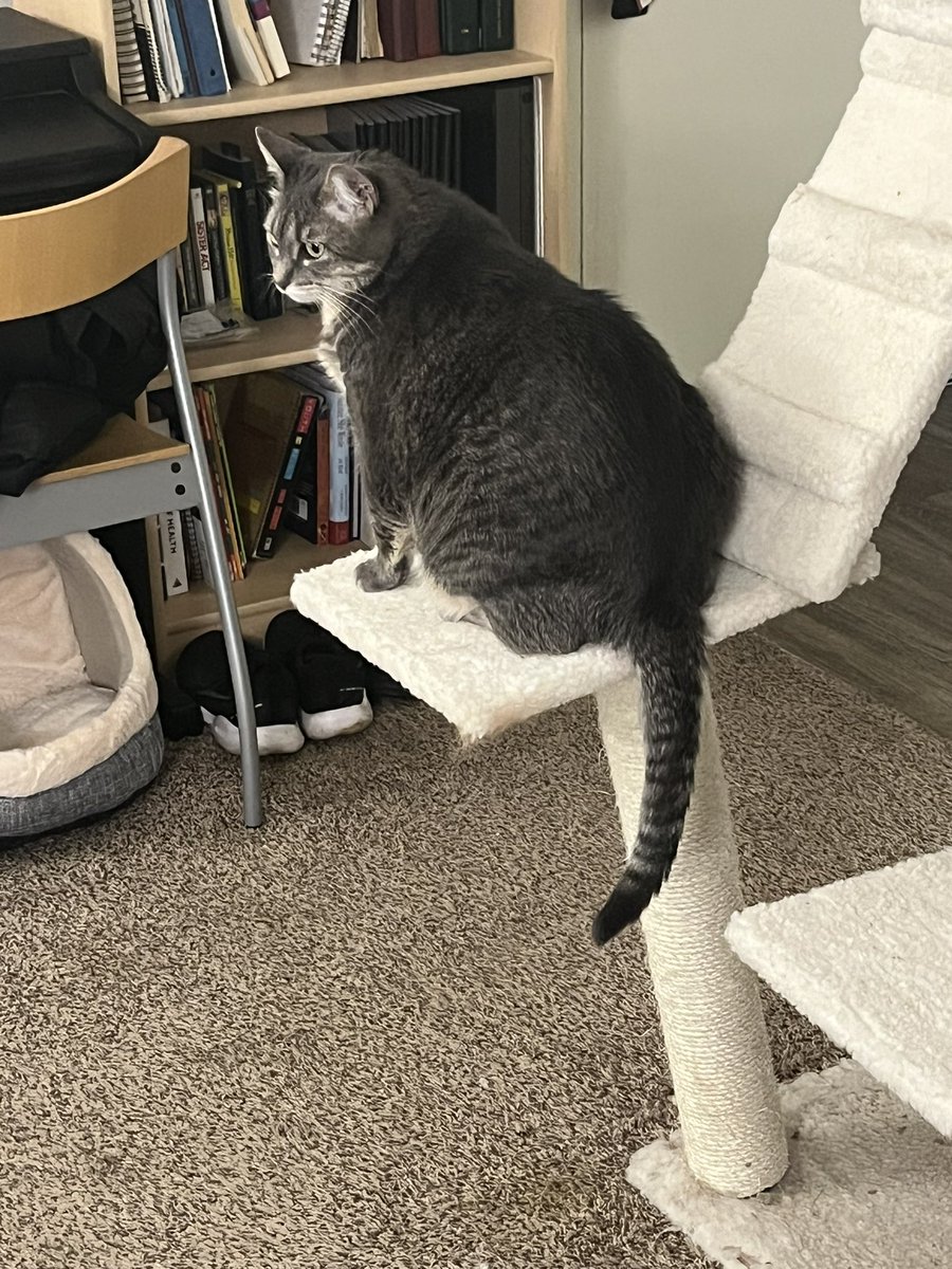 el_jeffe2's tweet photo. @ArmarkatPets my cat tree has broken and I love had it less than a year :( https://t.co/K3UXZm5W7Y