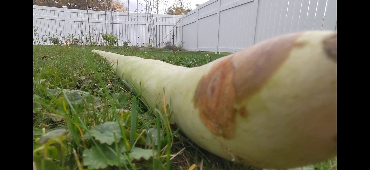 Measurements are different in Canada <a href="/colbertlateshow/">The Late Show</a> 
I've still got 7 feet 33 inches of Zucchini left if you want some. Thanks for roasting me on your show, it was hilarious! "Back to you Taz!" <a href="/CHCHNews/">CHCH News</a>