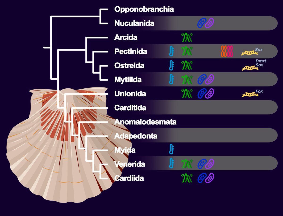 GBE (Genome Biology and Evolution) tweet media