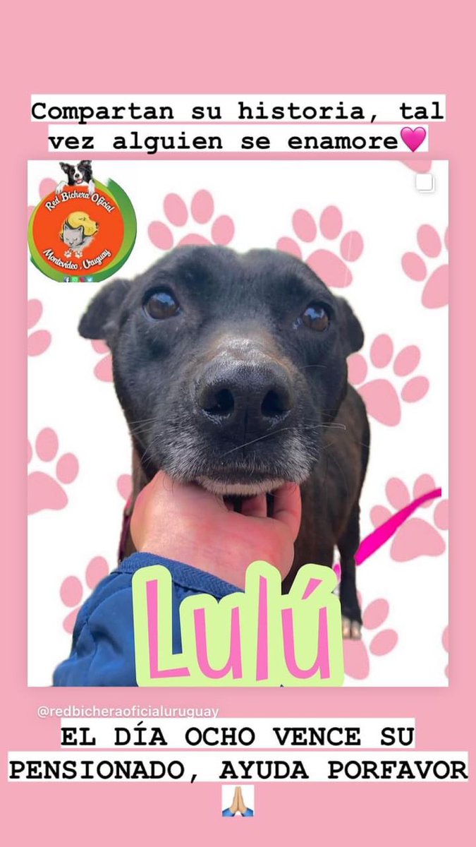 redbicheraof's tweet photo. Comparan su historia, tal vez y ojalá
Alguien se enamore ♥️ 

Nuestra morocha, tan dulce como su mirada lo transmite. Actualmente necesita estar en otro lugar, BUSCAMOS TRANSITORIO RESPONSABLE para ella. Preferentemente solita.
O adoptantes responsables, en busca de un nuevo integrante para su familia. ☺️🐾

• ¿Queres colaborar y no podes adoptar ni brindar transitorio? 
Te invitamos a formar parte de nuestra comunidad de padrinos y madrinas de Red Bichera. Puedes ayudar a costear su alimento o comprarlo tú mismo. 
Unite al grupo para no perderte novedades y actualizaciones, siempre se necesita una 🤚🏽 para una 🐾. Encuentran el enlace en nuestras historias destacadas o pueden pedírnoslo que se lo enviaremos.

El próximo 8 vence su Pensioando nos ayudan a que continúe en un lindk lugar hasta que encontré una familia que la ame para toda la vida 🙏