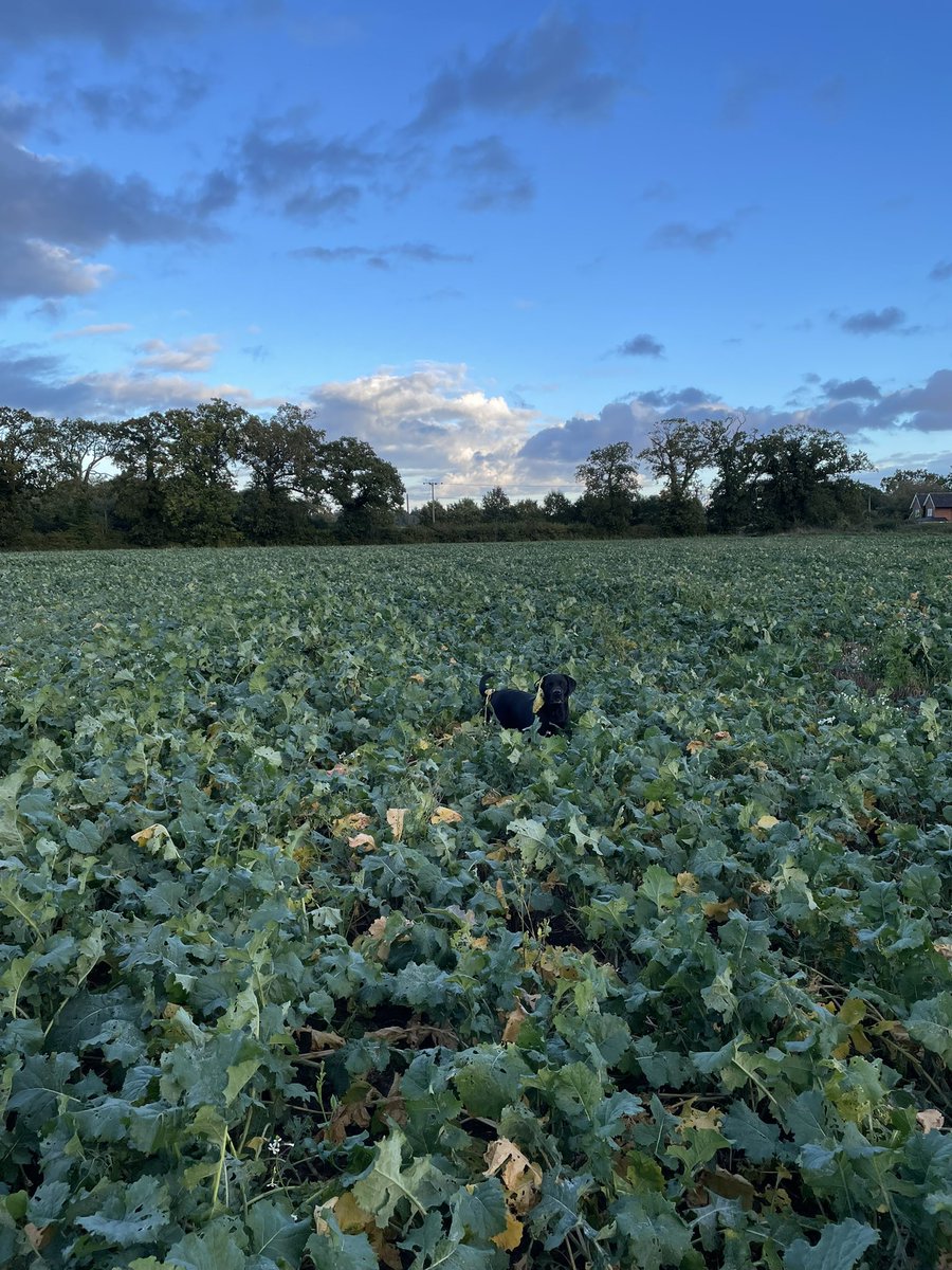 OSR results behind the patriot, Be nice if it all looked like this.