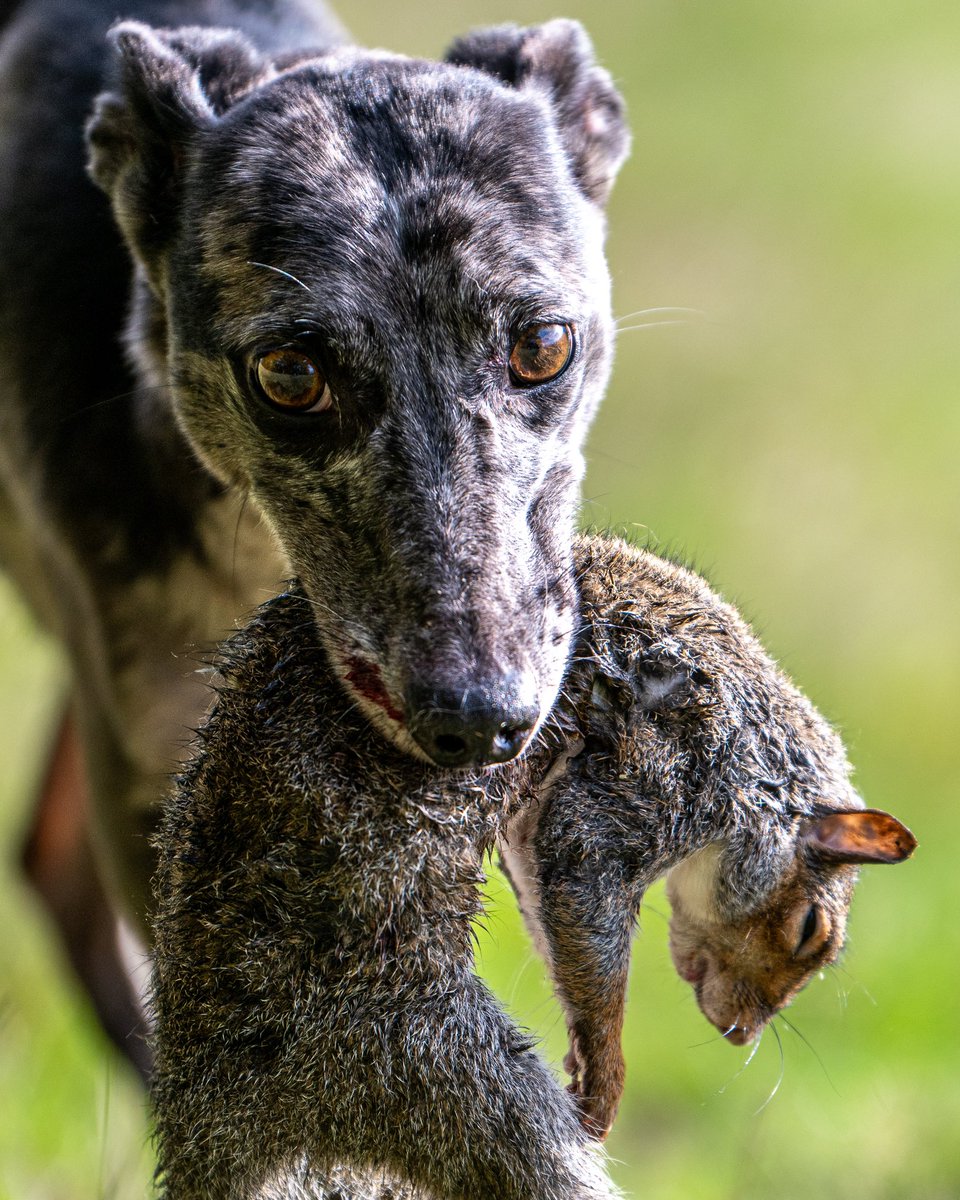 #smallgamehunting #squirrelhunting #lurcher #runningdog #hunting #huntingdog #sighthound #coursing #huntingwithdogs #merle