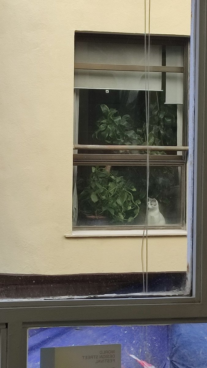 Gato supervisando la ejecución de las obras en su fachada.

#gato #cats #fotografia #photography #ventana #obra #built #window #valencia #fachada #andamio #viento #temporal #mascota #pets