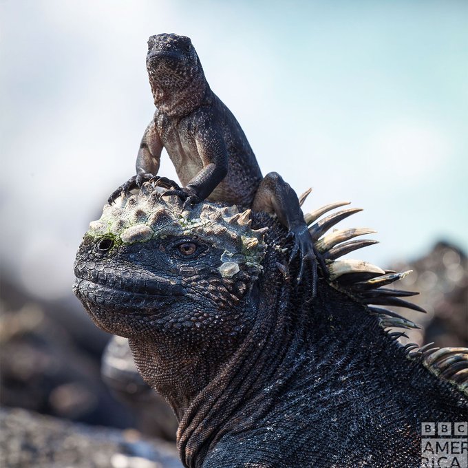 Get ready for the premiere of #PlanetEarth3 with an all-day takeover of its predecessor!   Don't miss<a href="/tag/planetearth3"class="tags">#PlanetEarth3</a><a href="/tag/planetearth2"class="tags"><span>#planetearth2</span></a>