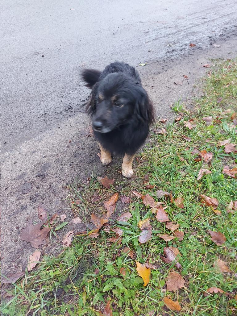 jeoniara's tweet photo. proszę o rt!!!
ZACHODNIOPOMORSKIE I LUBUSKIE!!! 

ZNALAZLAM PSA, PRZYJAZNY ALE TROSZKE SIE BOI!!! SZUKAM DOMKU DLA NIEGO przezwany kartofelek 

Sama mam już 3 i niestety nie mogę  go przygarnac:( schronisko dopiero zrobi coś w poniedziałek https://t.co/NHBWNGBhj3