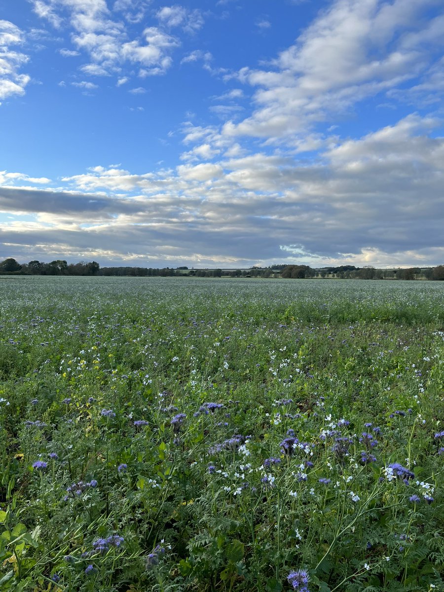 🌦️Our cover crops are looking lovely and are doing a great of protecting the fields from soil erosion during this extreme rain fall ☔️
They also help to improve soil structure and fertility 🌱

Pictured below you can see:
🌿Fodder radish
🌿Tillage radish
🌿Phacelia

 <a href="/OakbankGame/">Oakbank Game</a>