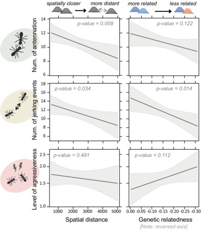 Ecological Entomology (@ecol_ent) on Twitter photo New work by @tomerczaczkes, <a href="/Dr_M_Cordonnier/">Marion Cordonnier</a>, @alexakoch10 et al. shows antennation and jerking, but not aggression, correlate with genetic relatedness and spatial distance in the ant Lasius niger: doi.org/10.1111/een.13… #OpenAccess #Formicidae
Photo: L. niger (Julia Giehr) New work by @tomerczaczkes, <a href="/Dr_M_Cordonnier/">Marion Cordonnier</a>, @alexakoch10 et al. shows antennation and jerking, but not aggression, correlate with genetic relatedness and spatial distance in the ant Lasius niger: doi.org/10.1111/een.13… #OpenAccess #Formicidae
Photo: L. niger (Julia Giehr)