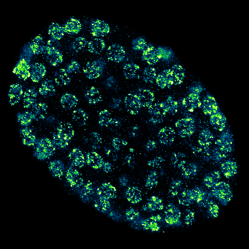 A Caenorhabditis elegans embryo highlighting repressed chromatin in the nucleus by immunostaining against histone H3 lysine 9 dimethylation, the hallmark of heterochromatin. Imaging was undertaken with a STED microscope by <a href="/Toby_Buttress/">Toby Buttress</a>, a postdoc in the Ahringer lab.