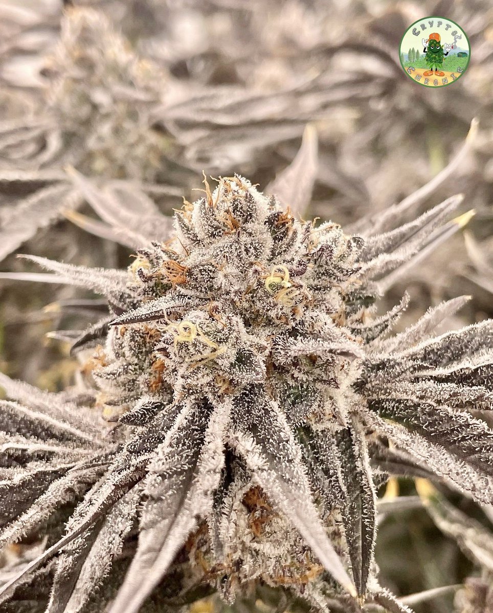 🚨🚨🚨 Ganja Giveaway! 🚨🚨🚨

1st - 14g of flower
2nd - $50 Store Credit

USA Only 21+

Follow me 

Follow <a href="/CryptoChronicX/">DIESEL DISPENSARY</a> 

Follow <a href="/DieselDispo/">Diesel Dispensary ™️</a>

Like

Repost 

Tag 3+ ppl 

Winners announced 11/6