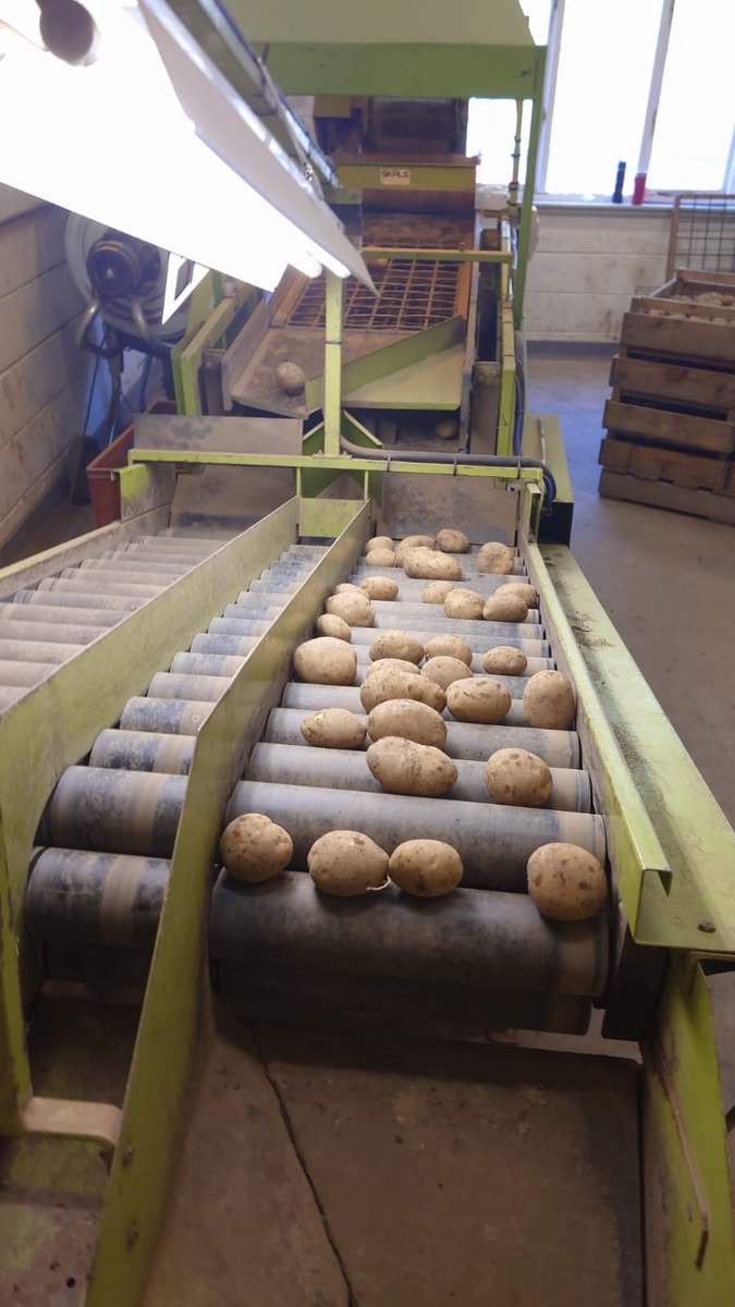 JamesHuttonInst's tweet photo. Explore the world of potato grading through the lens of Derek Coyle @Degze, our Commercial Fields Trial Manager @JamesHuttonLtd
These images show the meticulous process of grading; these potatoes were recently displayed on our plots at #PotatoesinPractice ๐ฅ
#Fridayinthefield https://t.co/maWhVsFIau