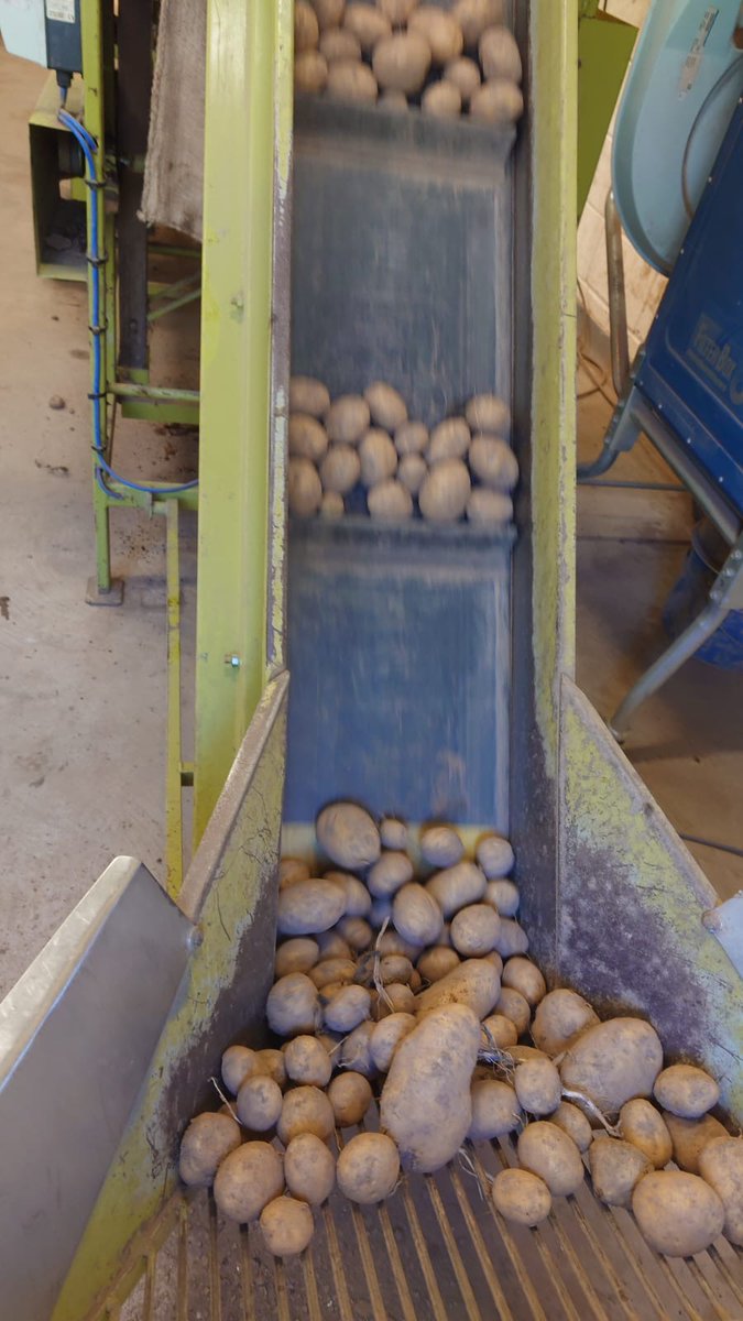 JamesHuttonInst's tweet photo. Explore the world of potato grading through the lens of Derek Coyle @Degze, our Commercial Fields Trial Manager @JamesHuttonLtd
These images show the meticulous process of grading; these potatoes were recently displayed on our plots at #PotatoesinPractice ๐ฅ
#Fridayinthefield https://t.co/maWhVsFIau