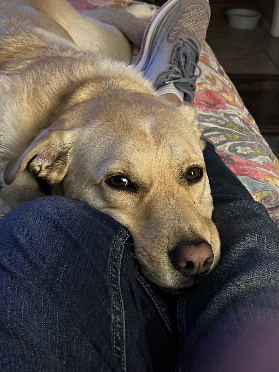 This face! #Sonny #Dogs 😍