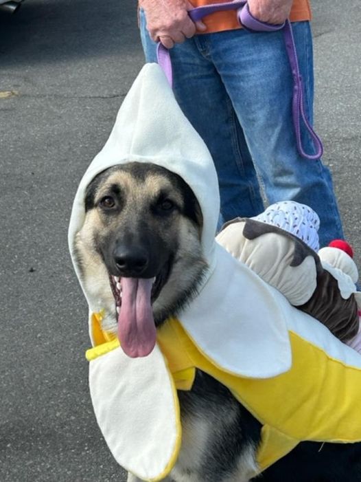 BrianBogs's tweet photo. HAPPY FOSTER FRIDAY | Meet Alex

Have you ever seen a happier Banana Split than Alex?!! Alex is approximately 8 months old and extra sweet with a cherry on top!

Adoption details @ https://t.co/sbB1seabn3

#adoptocpets #adoptdontshop #adoptme #rescuedog #germanshepherd https://t.co/FJpjU2K0ur