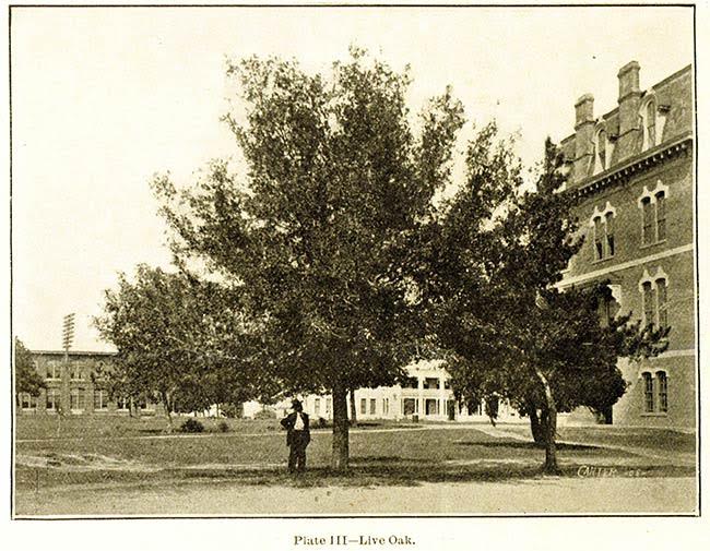 TAMU's tweet photo. 🌳 Happy #TexasArborDay! 🌳
The iconic Century Tree and its unique drooping branches have rested at the heart of campus and in the hearts of Aggies for more than 125 years! https://t.co/uZXyfUdPv8