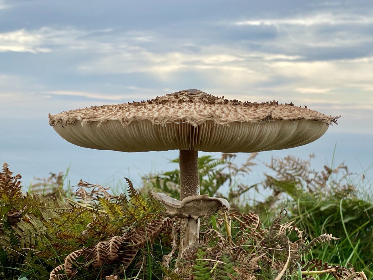 Being a Site of Special Scientific Interest protects the fungi of Lundy with over 500 species recorded on the island #Lundy #Bristolchannel #SSSI #LFS #fungi #Parasol