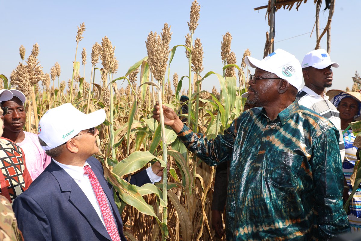 ICRISAT WCA (@icrisatw) on Twitter photo Thank to Minister of Agriculture, Mr. Lassine Dembélé, for inaugurating the celebration of the international year of millet in Mali <a href="/ICRISAT/">ICRISAT</a>WCA @ICRISAT <a href="/FAOMali/">FAO Mali</a>. on Thursday, November 2. Thanks to our partners <a href="/UEauMali/">UE au Mali</a> <a href="/ApsanProject/">Projet UE-APSAN-MALI</a> <a href="/WFP_Mali/">WFP Mali</a> <a href="/IssdSahel/">ISSD-Sahel</a> Thank to Minister of Agriculture, Mr. Lassine Dembélé, for inaugurating the celebration of the international year of millet in Mali <a href="/ICRISAT/">ICRISAT</a>WCA @ICRISAT <a href="/FAOMali/">FAO Mali</a>. on Thursday, November 2. Thanks to our partners <a href="/UEauMali/">UE au Mali</a> <a href="/ApsanProject/">Projet UE-APSAN-MALI</a> <a href="/WFP_Mali/">WFP Mali</a> <a href="/IssdSahel/">ISSD-Sahel</a>