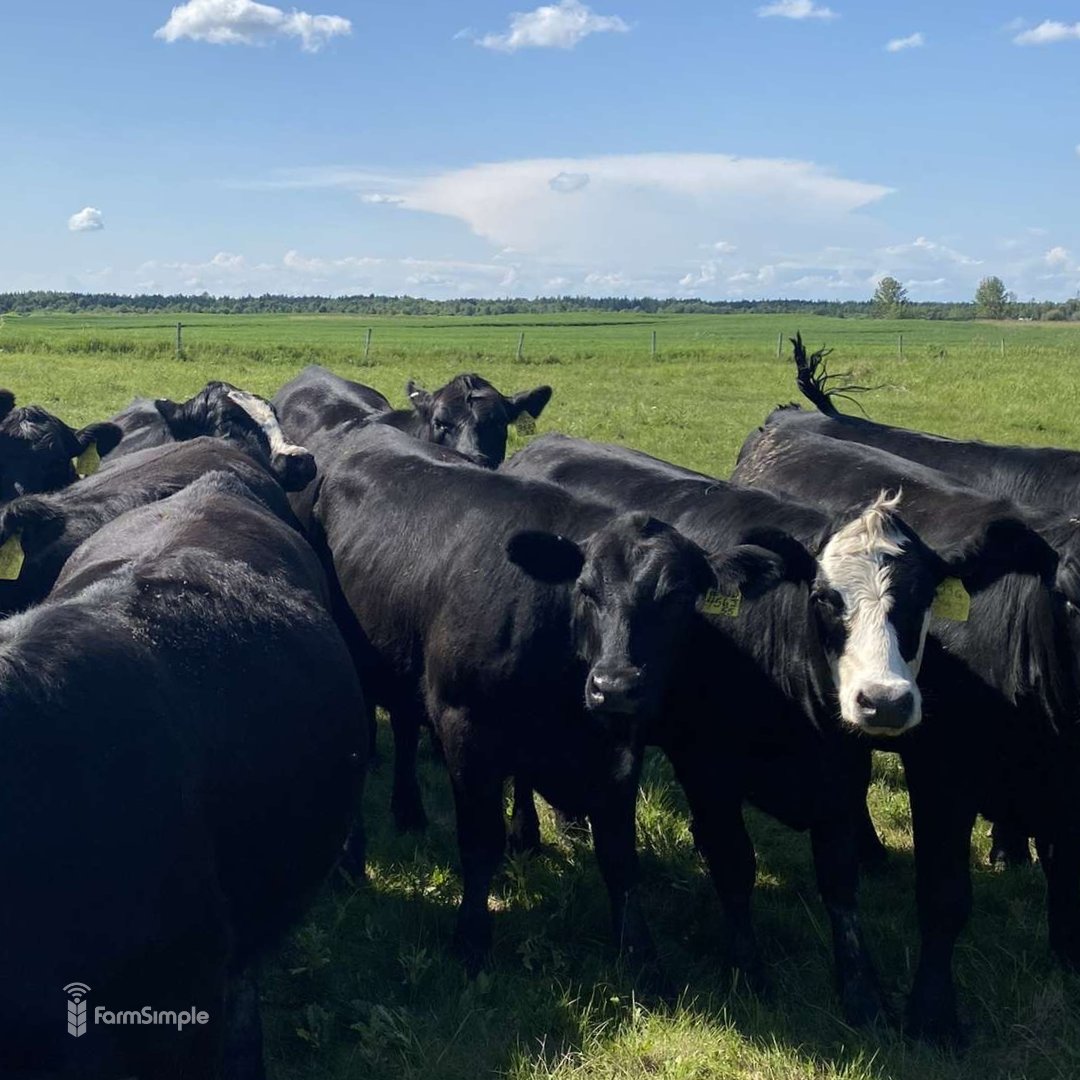 Take us back to summer days filled with green pasture! ☀️

📷 Brianna Meston
📍 Westlock, AB

#FarmSimpleFriday #AgX #AgTwitter #CdnAg #AlbertaAg #FarmPhotos