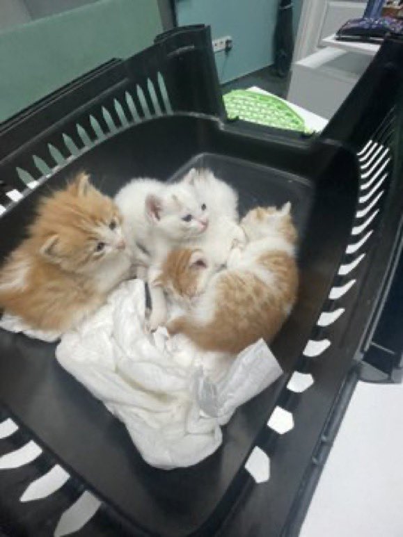 Anneleri çok hasta ve tedavi altında olan 4 süt bebeğine İstanbul veya İzmir içi yuva arıyorum. Şu anda bütün aile İstanbul’da klinikteler, yavrular 1 ay sonra sütten kesildiklerinde yuvalarına gidebilirler ancak
İletişim ben: 05368102288

@genehas2