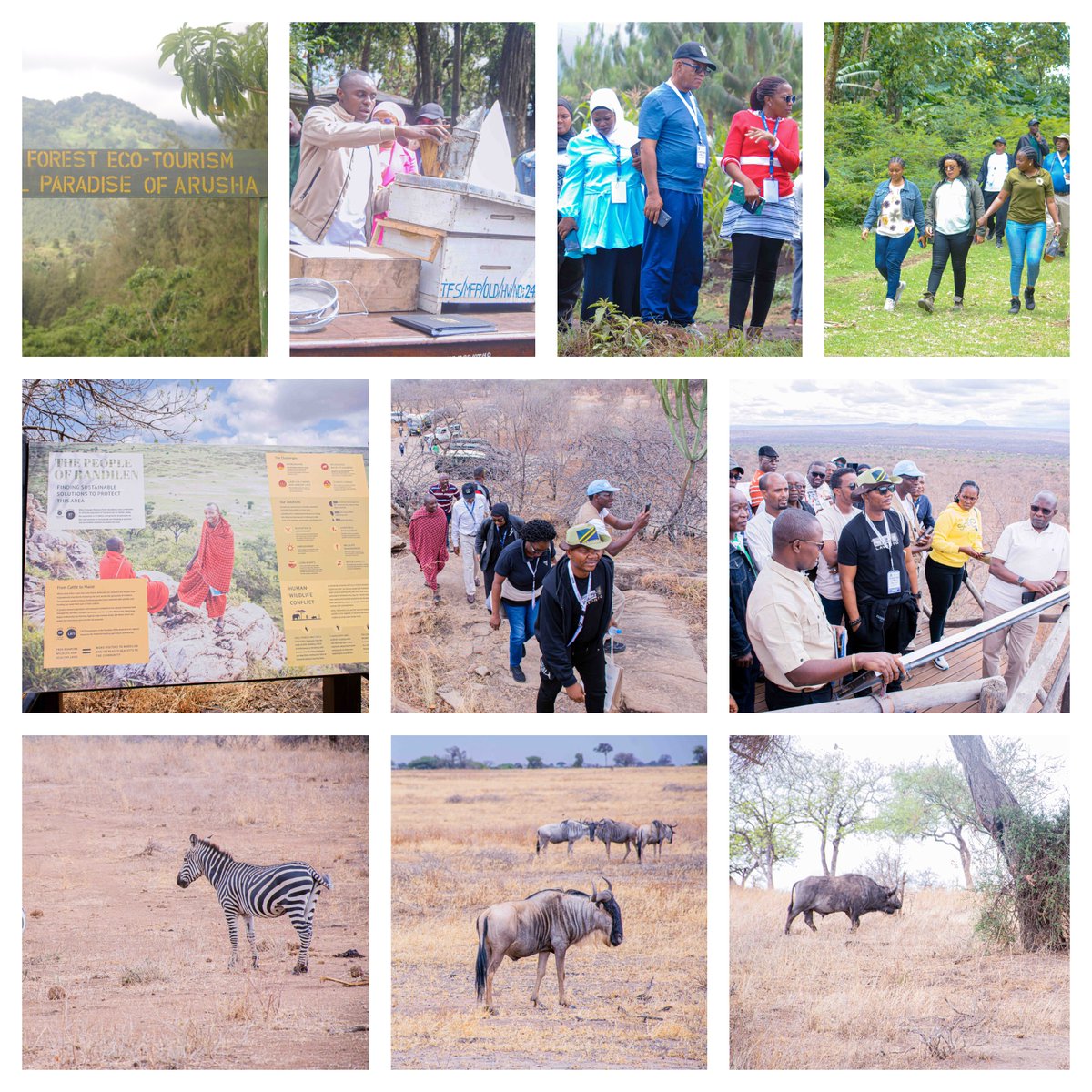 📸 Insights from the #AFWC24 field visits to Randilen Wildlife Management Area in Monduli district &amp; Meru Usa Forest Plantation in Arusha.

Delegates immersed in management of forest plantation, beekeeping, community forestry &amp; wildlife, human wildlife conflict and game viewing.