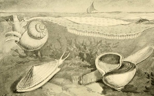 In Greek mythology Nerites was a handsome young man who acted as charioteer for sea god Poseidon. One day he foolishly challenged the Sun god Helios to a race and lost. As punishment Helios turned Nerites into a slow moving sea snail. #FolkloreSunday